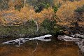 Crater Lake Fagus 2